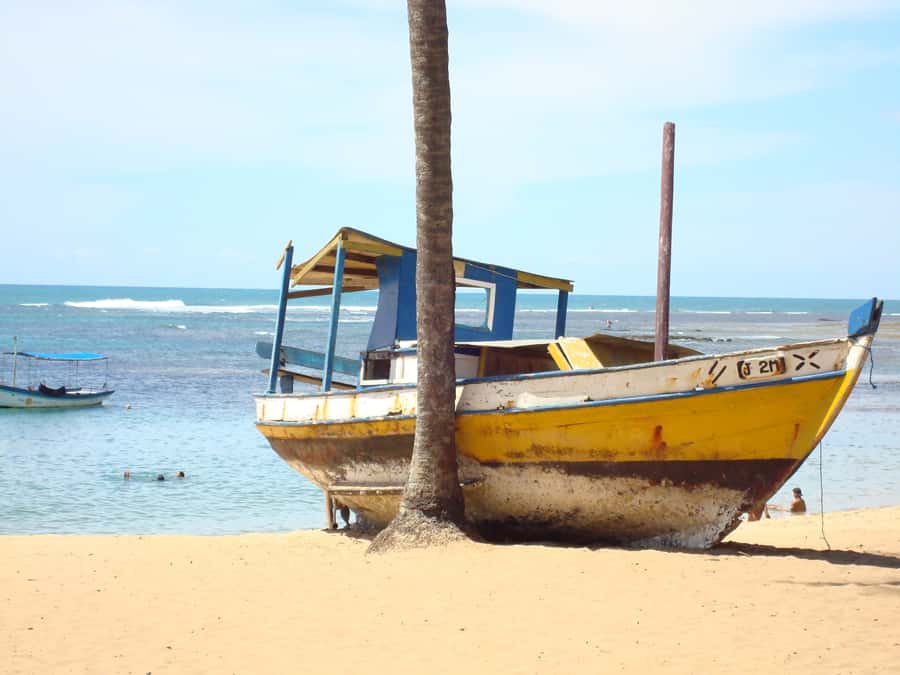 Salvador: Praia Do Forte and Guarajuba Beach Day Trip - Key Points