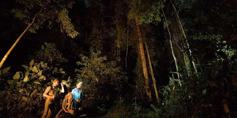 From Madre de Dios Night trekking in the Amazon jungle - An In-depth Look at the Night Trek Experience