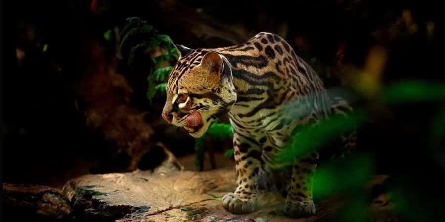 From Madre de Dios Night trekking in the Amazon jungle - From Madre de Dios Night Trekking in the Amazon Jungle: A Complete Guide