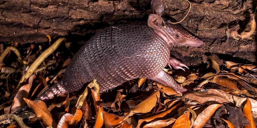 From Madre de Dios Night trekking in the Amazon jungle - Final Thoughts: Is It Worth It?