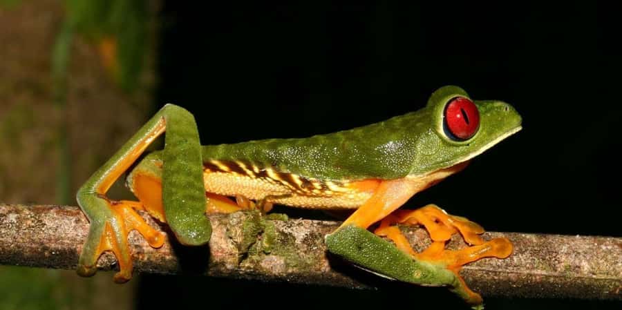 From Madre de Dios Night trekking in the Amazon jungle - Key Points
