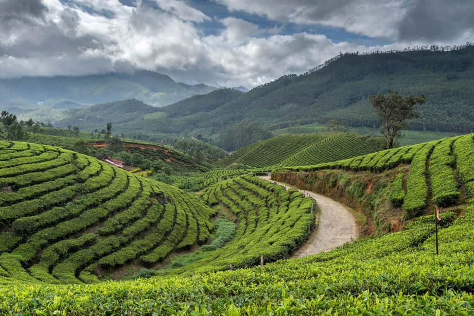 Cochin: 5-Day Munnar, Thekkady, and Alleppey Tour - Who Will Enjoy This Tour?