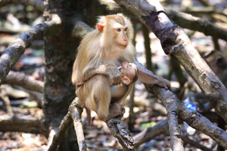 Can Gio: Monkey Island, Guerilla Camp, Mangrove Forest - Who Would Love This Tour?