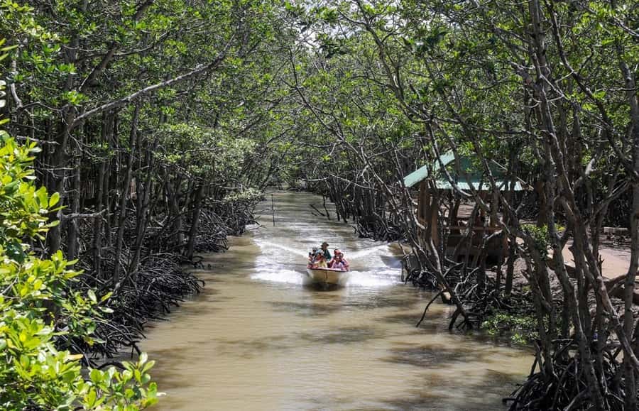 Can Gio: Monkey Island, Guerilla Camp, Mangrove Forest - Key Points