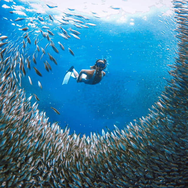 Cebu BEST: Sumilon, Whaleshark and Turtle Snorkeling Tour - Good To Know