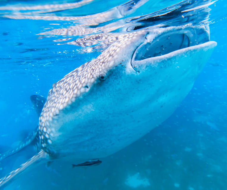 Cebu BEST: Sumilon, Whaleshark and Turtle Snorkeling Tour - What’s Included and What’s Not