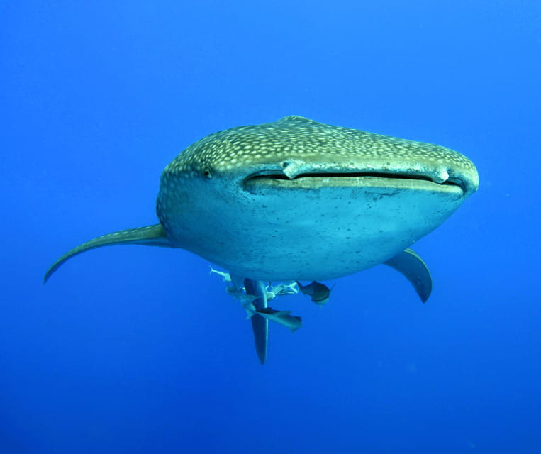 Cebu BEST: Sumilon, Whaleshark and Turtle Snorkeling Tour - Frequently Asked Questions