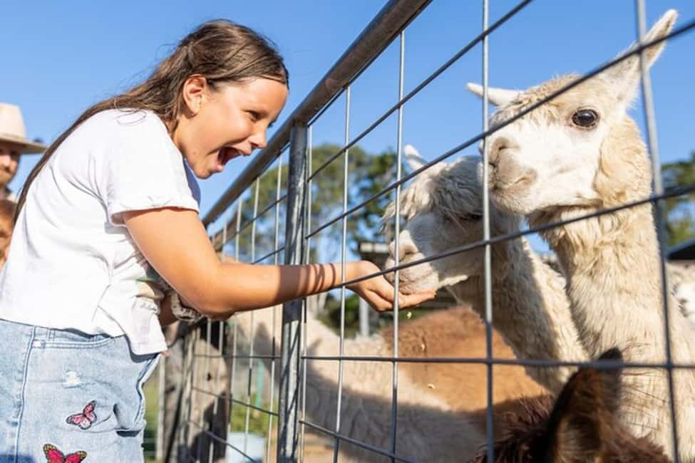Brisbane: Trevena Glen Farm 1hr Animal Experience - A Detailed Look at Trevena Glen’s Animal Experience
