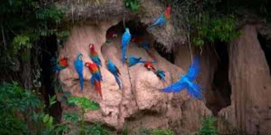 TAMBOPATA NATIONAL RESERVE 2 DAYS ADVENTURE - Who will enjoy this tour?