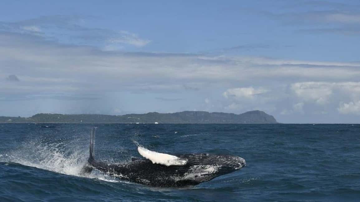 Samana Whale watching and Bacardi Island from Punta Cana - Who Will Love This Tour?