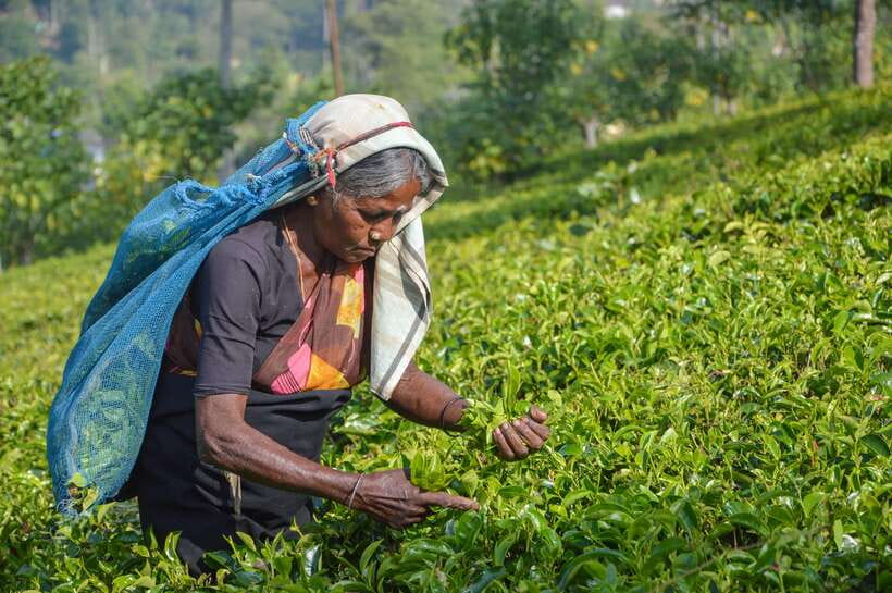 Week in Paradise (7 Days) - FAQ