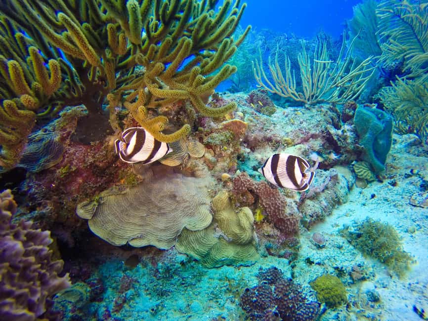 Punta Cana: Scuba Diving Adventure to Catalina Island - FAQ