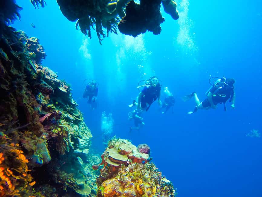 Punta Cana: Scuba Diving Adventure to Catalina Island - The Sum Up