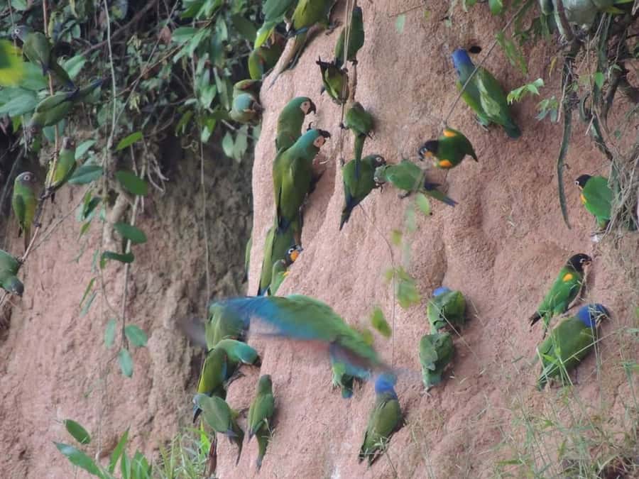Tambopata: Sandoval Lake and Parrot Lick 3 Days - Who Should Consider This Tour?