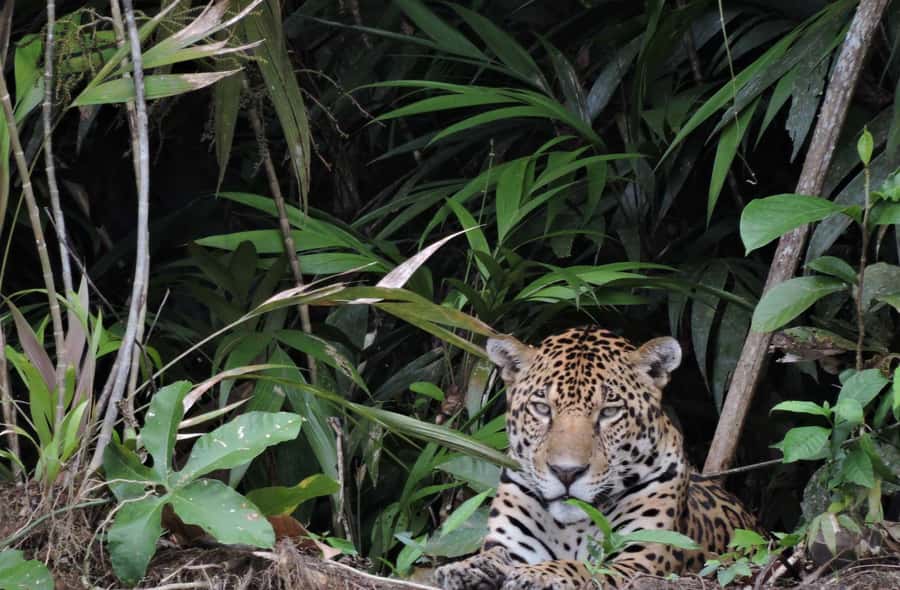 Tambopata: Sandoval Lake and Parrot Lick 3 Days - Key Points