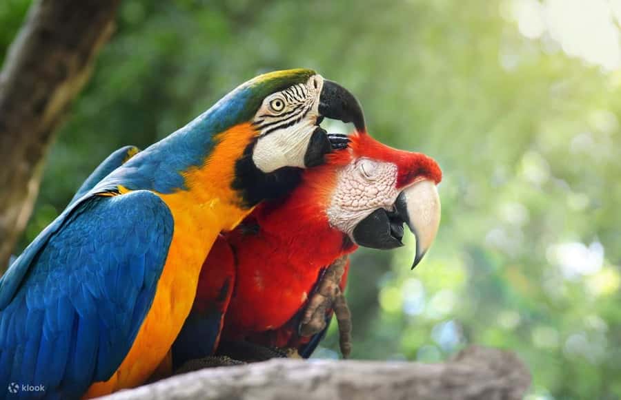 Tambopata: Sandoval Lake and Parrot Lick 3 Days - Why This Tour Delivers Value