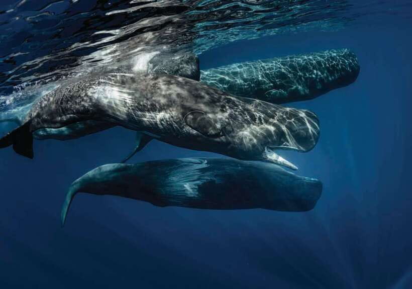 Whale Watching Boat Tour from Galle - Why This Tour Offers Good Value