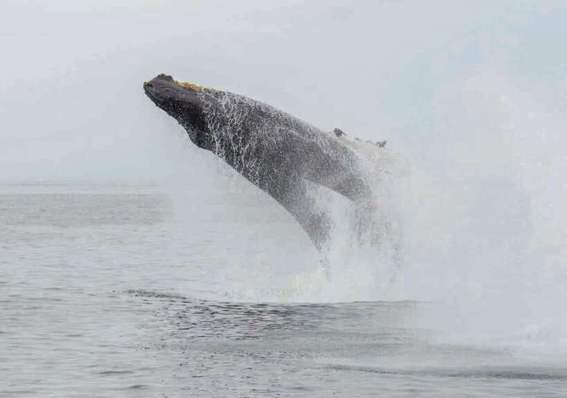 Whale Watching Boat Tour from Galle - Who Should Book This Tour?