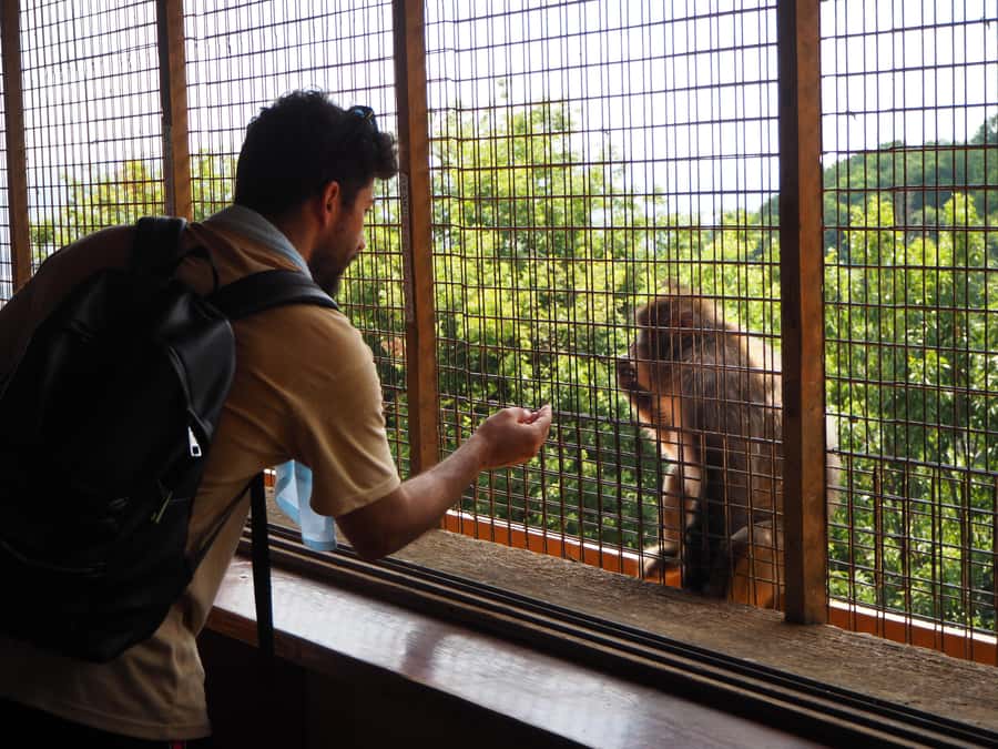 West Kyoto & Arashiyama: In-Depth 1-Day Cultural Tour - Why You Might Love This Tour