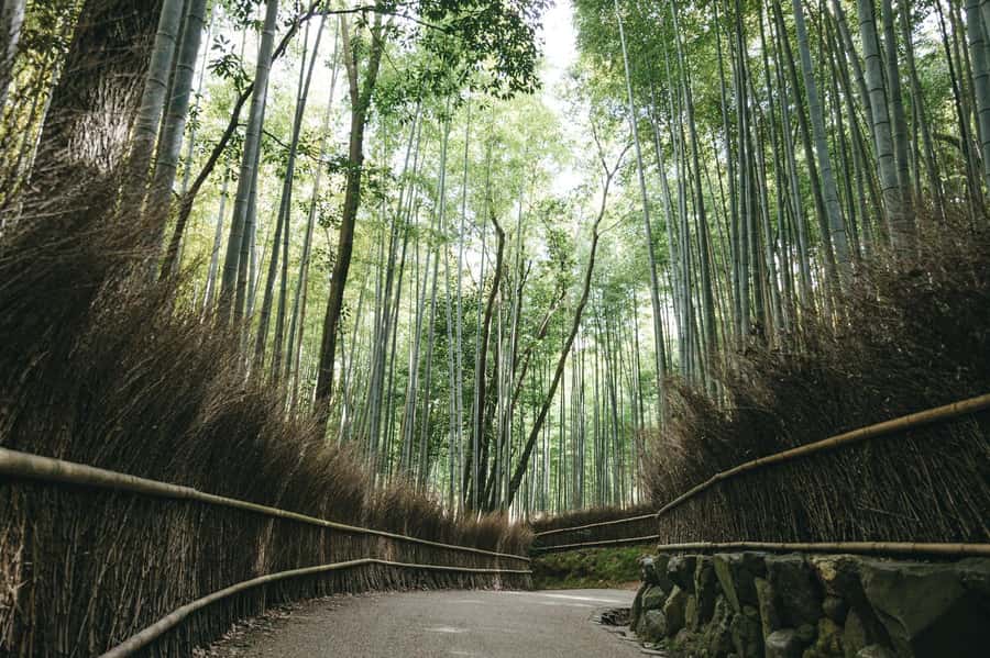 West Kyoto & Arashiyama: In-Depth 1-Day Cultural Tour - FAQs