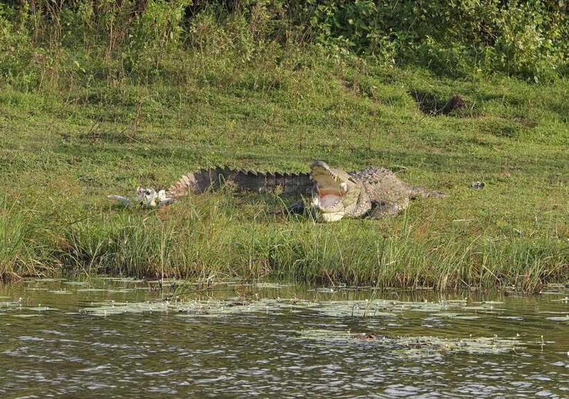 From Weligama : Udawalawa National Park Safari Tour - The Journey Begins: Hotel Pickup and Scenic Drive
