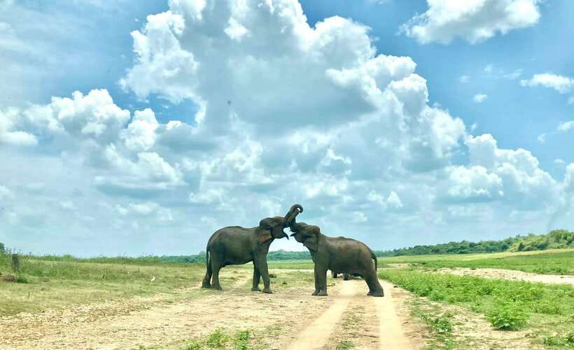 From Weligama : Udawalawa National Park Safari Tour - The Return Journey: Relaxation and Reflection