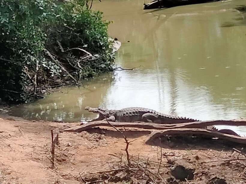 From Weligama : Udawalawa National Park Safari Tour - Final Thoughts
