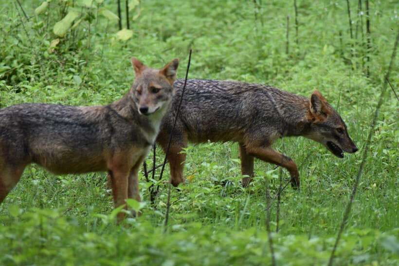 Ella: Transfer to Mirissa/Galle/Hikkaduwa & Udawalawe Safari - Ella: Transfer to Mirissa/Galle/Hikkaduwa & Udawalawe Safari – A Complete Adventure