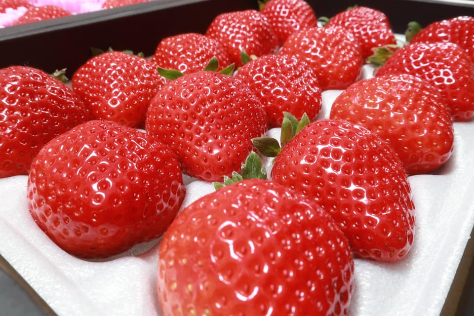 Day Bus Trip to Fruits Pick & Dazaifu, Yanagawa in Fukuoka - Practical Details and Value Analysis