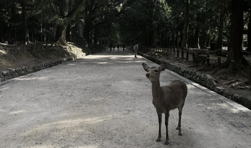 Private tour to Nara and Inari with Spanish-speaking Guide - The Sum Up