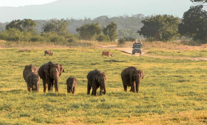 Minneriya National Park Safari from Sigiriya (Private Group) - Is This Tour Worth It? Analyzing the Value