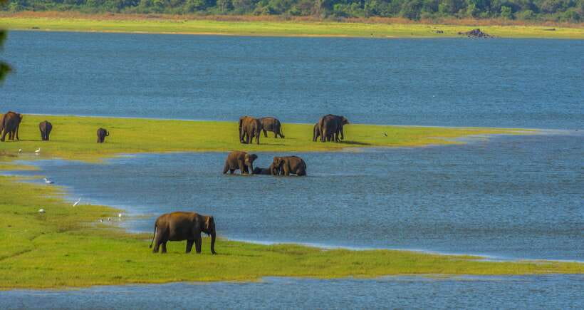 Minneriya National Park Safari from Sigiriya (Private Group) - Good To Know  