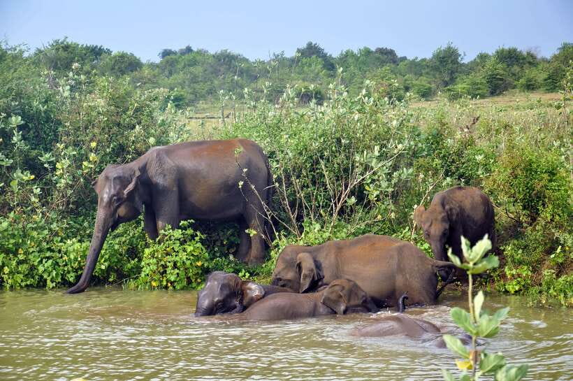 Udawalawe National Park Private Safari from Kalutara - Frequently Asked Questions