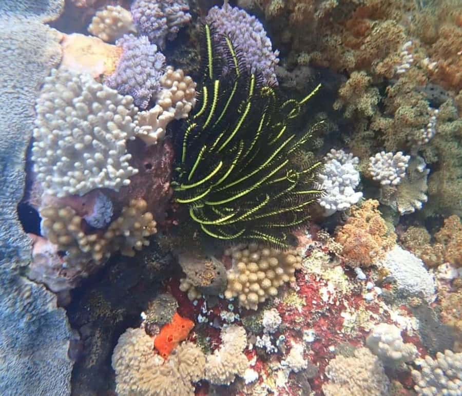 private daytour : nusa lembongan,ceningan,snorkeling - Practical Tips for Your Trip