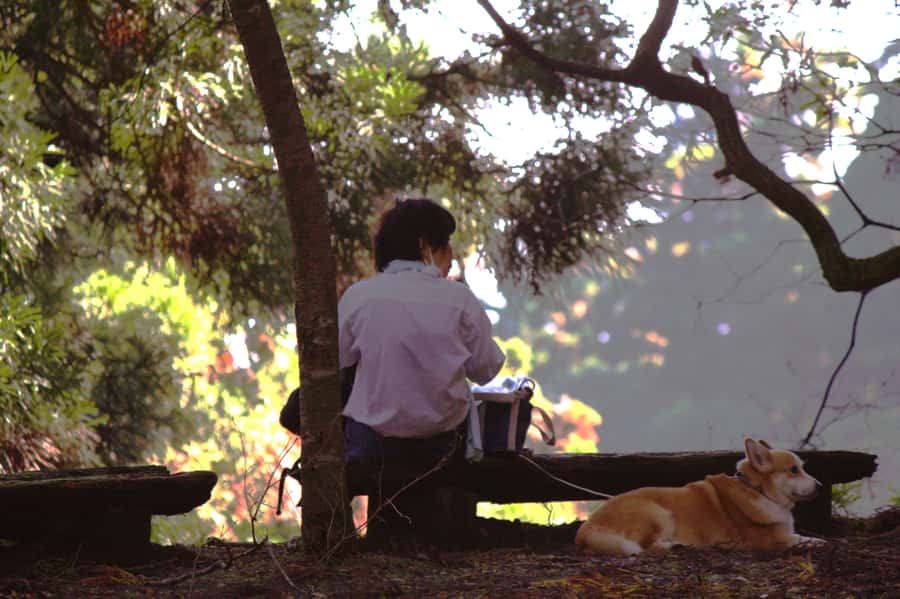 Kyoto: Guided Hike to Mt. Atago, Kyotos Highest Peak - The Itinerary Breakdown: What You Can Expect