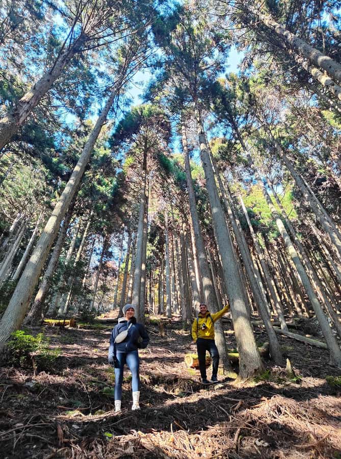 Kyoto: Guided Hike to Mt. Atago, Kyotos Highest Peak - Why This Tour Offers Great Value