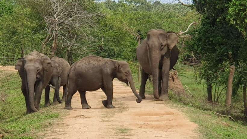 Yala National Park Half Day Safari - The Experience Itself: What to Expect