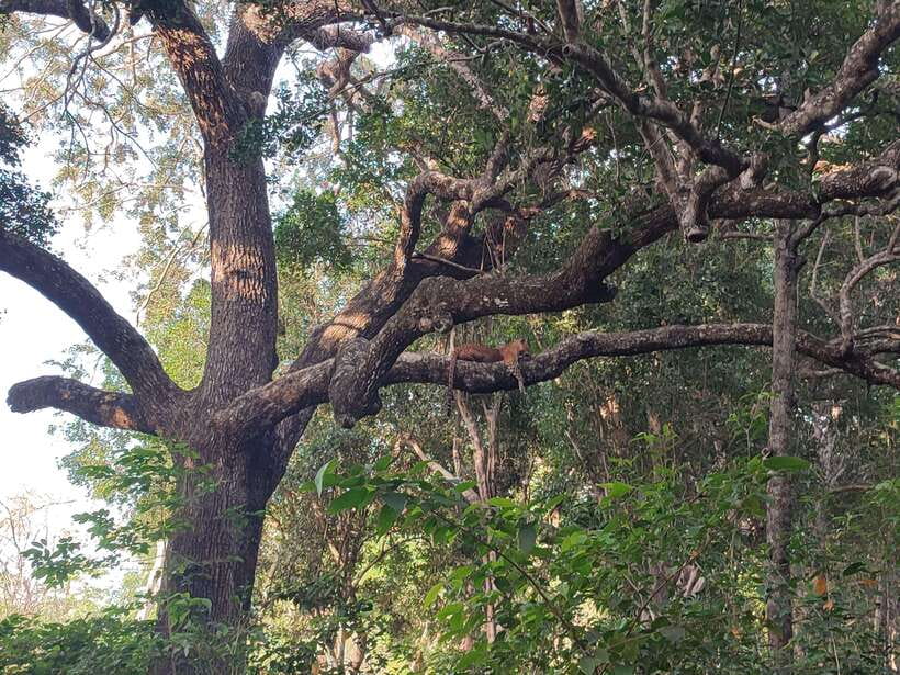 Yala National Park Half Day Safari - Good To Know