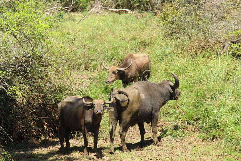 Yala National Park Half Day Safari - The Sum Up