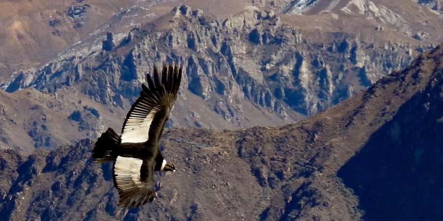 Arequipa: Excursion to the Colca Canyon ending in Puno. - FAQ