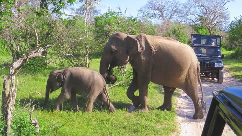 Yala National Park Safari from Weligama - Who Is This Tour Best For?