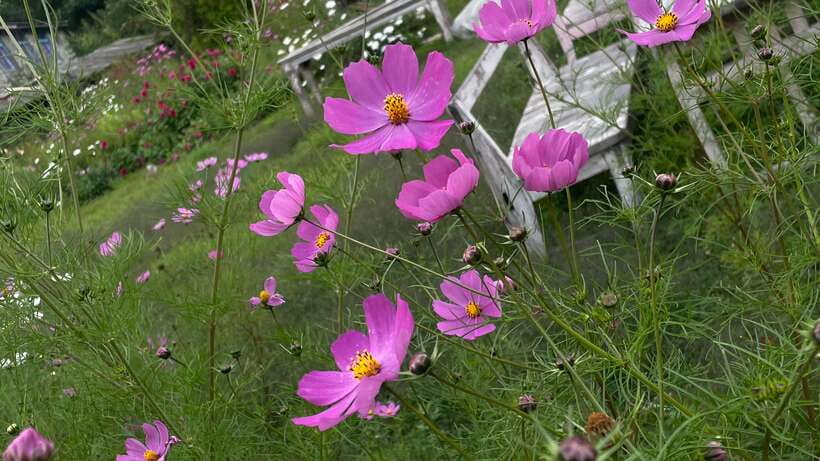 From Kathmandu: 3-Day Lumbini Trip - Introduction to the Lumbini Experience