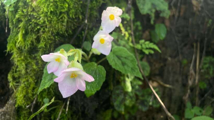 From Kathmandu: 3-Day Lumbini Trip - What Travelers Can Expect