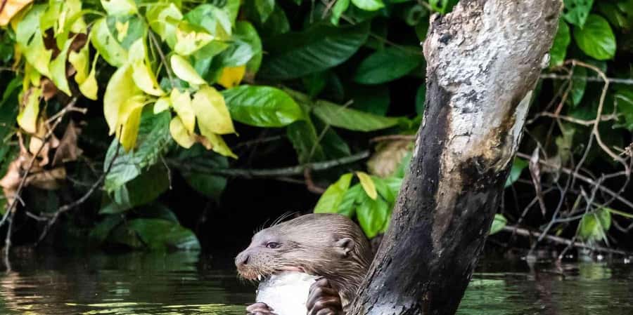 FULL DAY LAKE SANDOVAL & THE MONKEY HOUSE - Wildlife Watching and Scenic Highlights