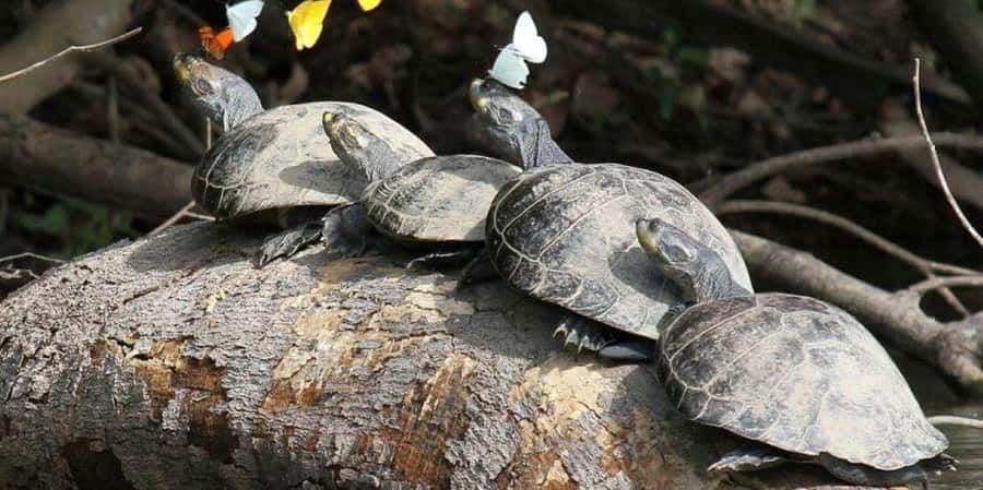 FULL DAY LAKE SANDOVAL & THE MONKEY HOUSE - Key Points