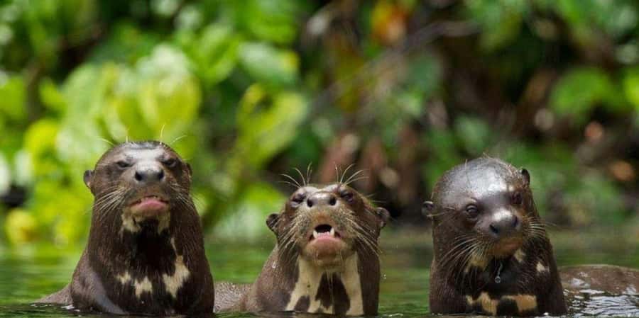 FULL DAY LAKE SANDOVAL & THE MONKEY HOUSE - Exploring Lake Sandoval and the Tambopata Reserve