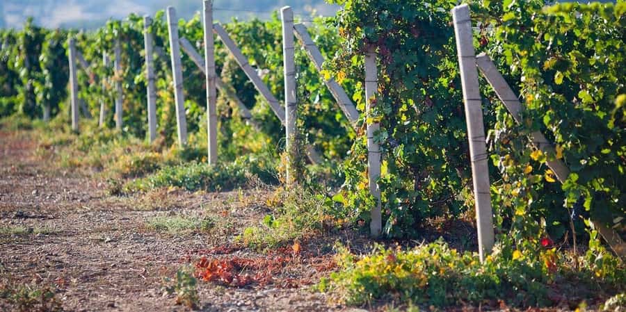 From Ica: Winery Tour - Along the Pisco Route - Key Points