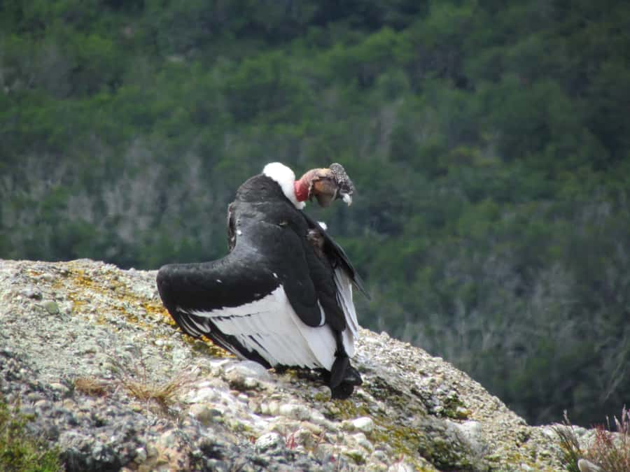 Puerto Natales: Cerro Benitez Half-Day Hike with Condors - Key Points