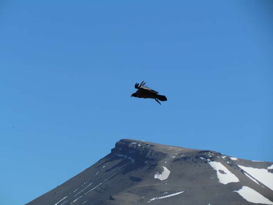 Puerto Natales: Cerro Benitez Half-Day Hike with Condors - FAQ