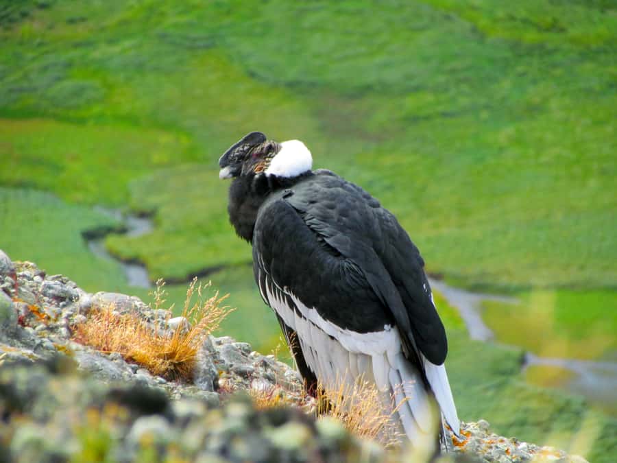 Puerto Natales: Cerro Benitez Half-Day Hike with Condors - Practical Details and Value